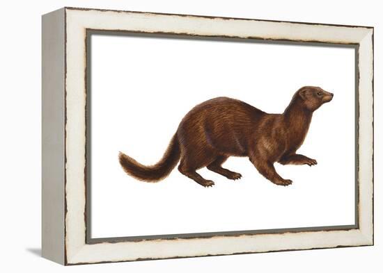 Mink (Mustela Vison), Mammals-Encyclopaedia Britannica-Framed Stretched Canvas