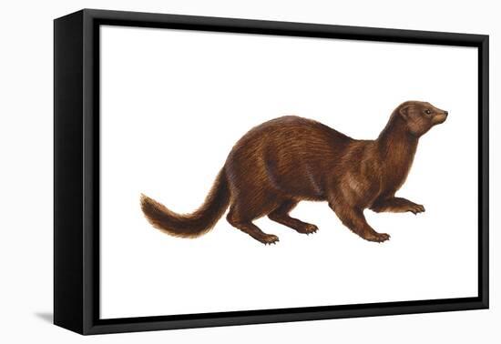 Mink (Mustela Vison), Mammals-Encyclopaedia Britannica-Framed Stretched Canvas