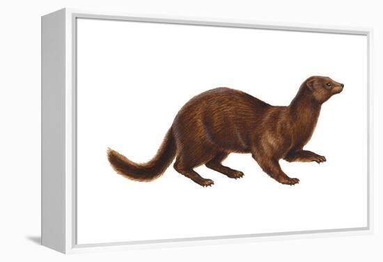 Mink (Mustela Vison), Mammals-Encyclopaedia Britannica-Framed Stretched Canvas
