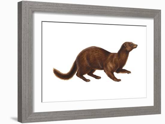 Mink (Mustela Vison), Mammals-Encyclopaedia Britannica-Framed Art Print