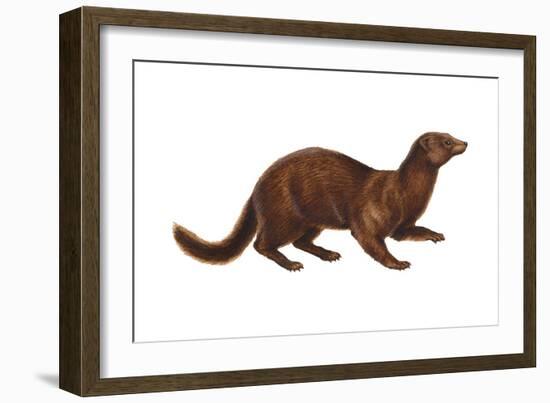 Mink (Mustela Vison), Mammals-Encyclopaedia Britannica-Framed Art Print