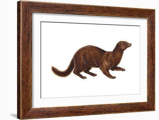 Mink (Mustela Vison), Mammals-Encyclopaedia Britannica-Framed Art Print