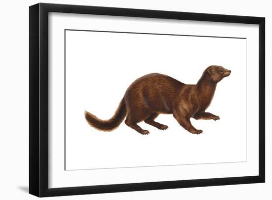 Mink (Mustela Vison), Mammals-Encyclopaedia Britannica-Framed Art Print