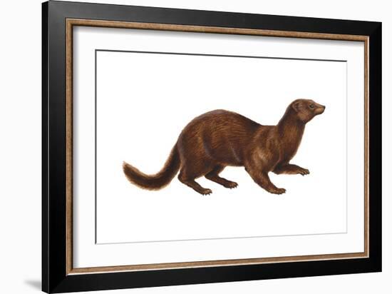 Mink (Mustela Vison), Mammals-Encyclopaedia Britannica-Framed Art Print