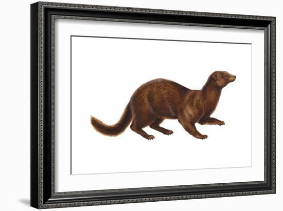 Mink (Mustela Vison), Mammals-Encyclopaedia Britannica-Framed Art Print