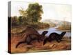 Stretched Canvas Print