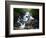 Minnehaha Falls-James Randklev-Framed Photographic Print