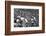 Minnesota- Iowa Game and Football Weekend, Minneapolis, Minnesota, November 1960-Francis Miller-Framed Photographic Print