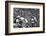 Minnesota- Iowa Game and Football Weekend, Minneapolis, Minnesota, November 1960-Francis Miller-Framed Photographic Print