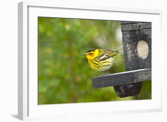 Minnesota, Mendota Heights, Cape May Warbler Perched on Bird Feeder-Bernard Friel-Framed Photographic Print