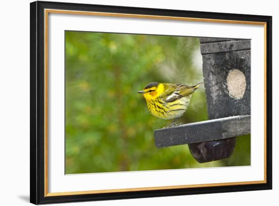 Minnesota, Mendota Heights, Cape May Warbler Perched on Bird Feeder-Bernard Friel-Framed Photographic Print