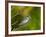 Minnesota, Mendota Heights, Chestnut Sided Warbler Perched on a Branch-Bernard Friel-Framed Photographic Print