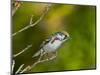 Minnesota, Mendota Heights, Chestnut Sided Warbler Perched on a Branch-Bernard Friel-Mounted Photographic Print