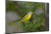 Minnesota, Mendota Heights, Nashville Warbler Perched on a Branch-Bernard Friel-Mounted Photographic Print