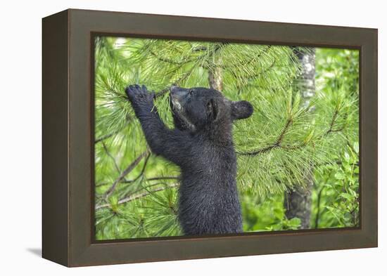 Minnesota, Minnesota Wildlife Connection. Black Bear Cub in a Pine-Rona Schwarz-Framed Premier Image Canvas