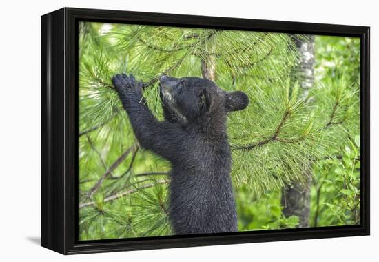 Minnesota, Minnesota Wildlife Connection. Black Bear Cub in a Pine-Rona Schwarz-Framed Premier Image Canvas