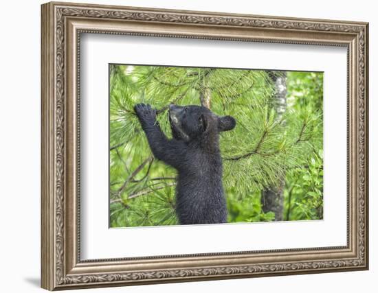 Minnesota, Minnesota Wildlife Connection. Black Bear Cub in a Pine-Rona Schwarz-Framed Photographic Print