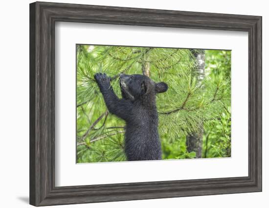 Minnesota, Minnesota Wildlife Connection. Black Bear Cub in a Pine-Rona Schwarz-Framed Photographic Print