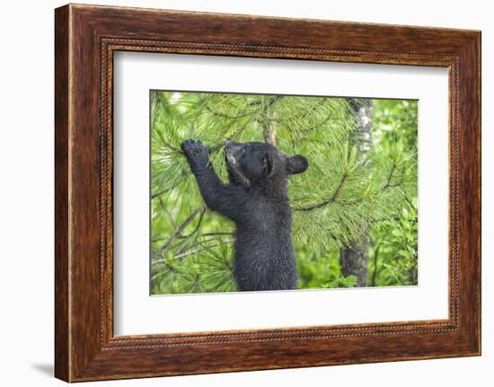 Minnesota, Minnesota Wildlife Connection. Black Bear Cub in a Pine-Rona Schwarz-Framed Photographic Print