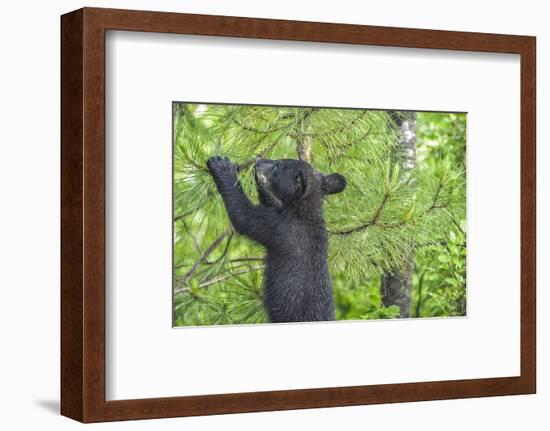 Minnesota, Minnesota Wildlife Connection. Black Bear Cub in a Pine-Rona Schwarz-Framed Photographic Print