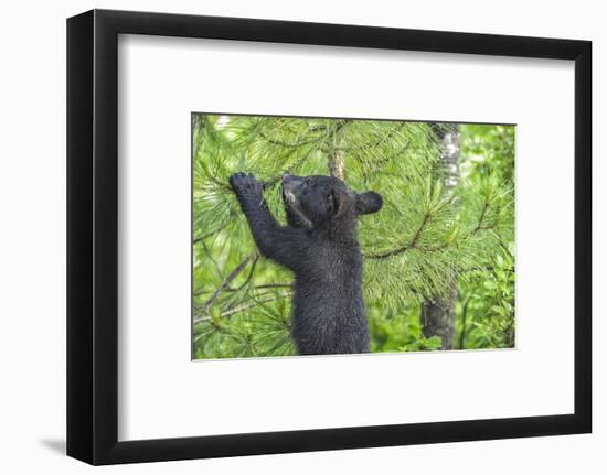 Minnesota, Minnesota Wildlife Connection. Black Bear Cub in a Pine-Rona Schwarz-Framed Photographic Print