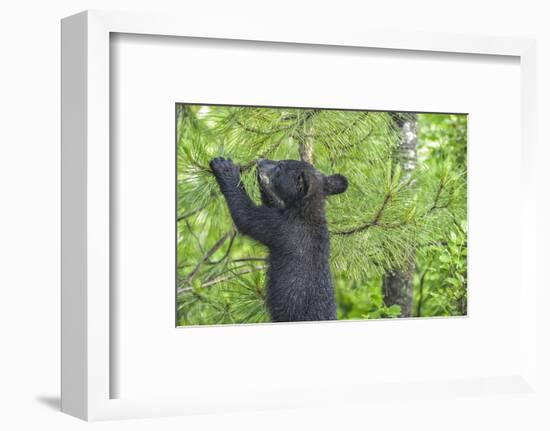 Minnesota, Minnesota Wildlife Connection. Black Bear Cub in a Pine-Rona Schwarz-Framed Photographic Print