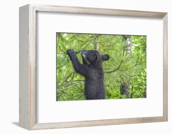 Minnesota, Minnesota Wildlife Connection. Black Bear Cub in a Pine-Rona Schwarz-Framed Photographic Print