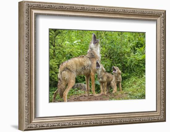 Minnesota, Minnesota Wildlife Connection. Coyote and Pups Howling-Rona Schwarz-Framed Photographic Print