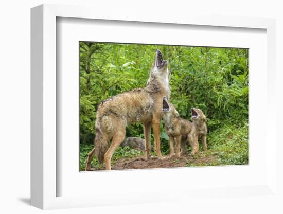 Minnesota, Minnesota Wildlife Connection. Coyote and Pups Howling-Rona Schwarz-Framed Photographic Print