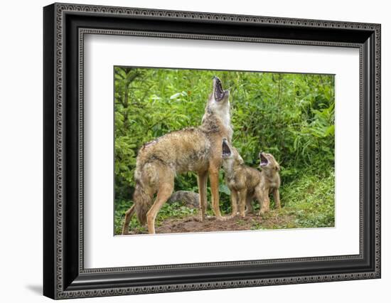 Minnesota, Minnesota Wildlife Connection. Coyote and Pups Howling-Rona Schwarz-Framed Photographic Print