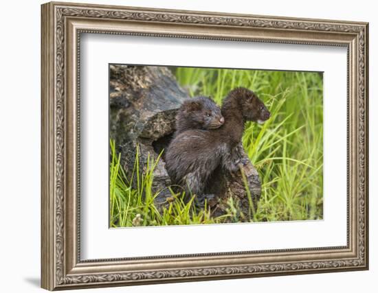 Minnesota, Minnesota Wildlife Connection. Mink Kits in Log-Rona Schwarz-Framed Photographic Print