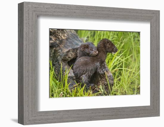 Minnesota, Minnesota Wildlife Connection. Mink Kits in Log-Rona Schwarz-Framed Photographic Print