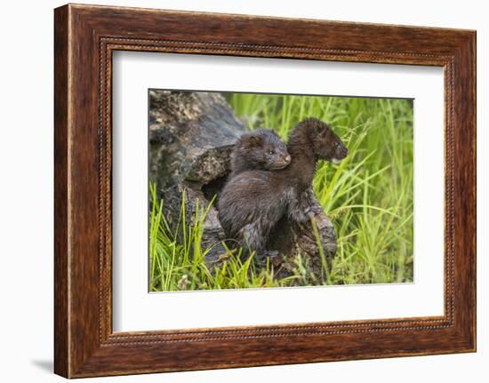 Minnesota, Minnesota Wildlife Connection. Mink Kits in Log-Rona Schwarz-Framed Photographic Print