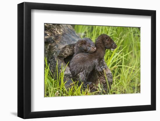 Minnesota, Minnesota Wildlife Connection. Mink Kits in Log-Rona Schwarz-Framed Photographic Print