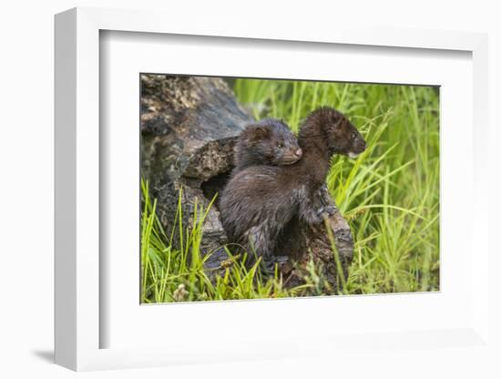 Minnesota, Minnesota Wildlife Connection. Mink Kits in Log-Rona Schwarz-Framed Photographic Print