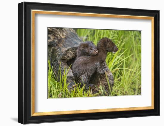 Minnesota, Minnesota Wildlife Connection. Mink Kits in Log-Rona Schwarz-Framed Photographic Print