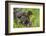 Minnesota, Minnesota Wildlife Connection. Mink Kits in Log-Rona Schwarz-Framed Photographic Print