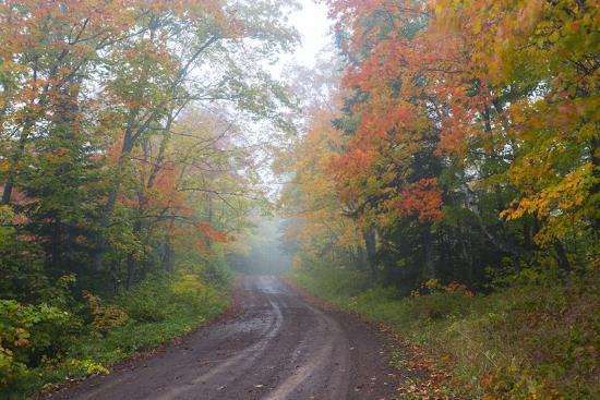 Minnesota Pat Bayle State Forest Fall Color Along Road Through Forest Premium Photographic Print By John Lisa Merrill Art Com