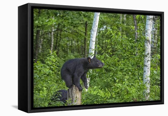 Minnesota, Sandstone, Black Bear Cub on Tree Stump-Rona Schwarz-Framed Premier Image Canvas