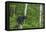 Minnesota, Sandstone, Black Bear Cub on Tree Stump-Rona Schwarz-Framed Premier Image Canvas