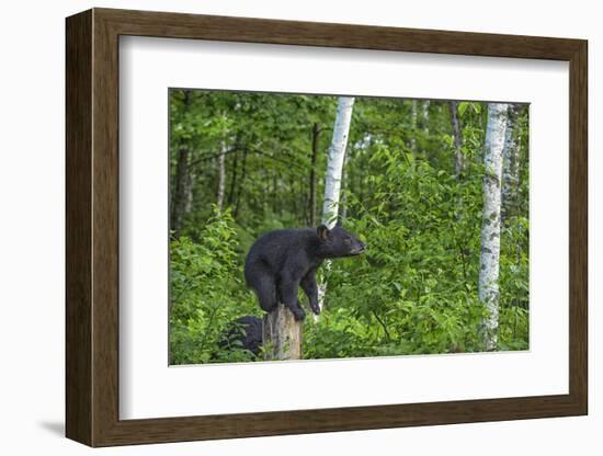 Minnesota, Sandstone, Black Bear Cub on Tree Stump-Rona Schwarz-Framed Photographic Print