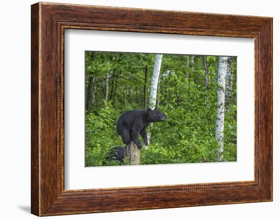 Minnesota, Sandstone, Black Bear Cub on Tree Stump-Rona Schwarz-Framed Photographic Print