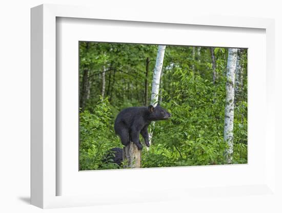 Minnesota, Sandstone, Black Bear Cub on Tree Stump-Rona Schwarz-Framed Photographic Print