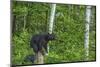 Minnesota, Sandstone, Black Bear Cub on Tree Stump-Rona Schwarz-Mounted Photographic Print