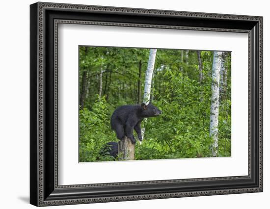 Minnesota, Sandstone, Black Bear Cub on Tree Stump-Rona Schwarz-Framed Photographic Print