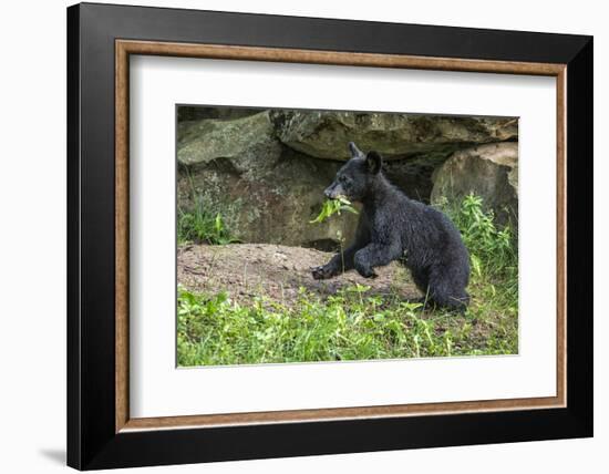 Minnesota, Sandstone, Black Bear Cub with Leaf in Mouth-Rona Schwarz-Framed Photographic Print
