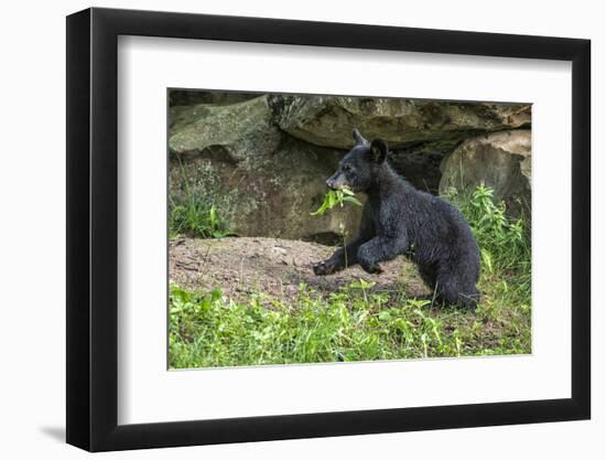 Minnesota, Sandstone, Black Bear Cub with Leaf in Mouth-Rona Schwarz-Framed Photographic Print