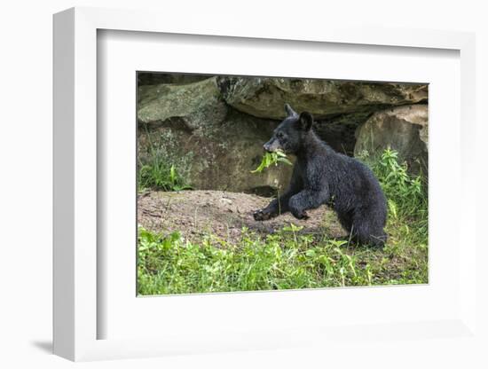 Minnesota, Sandstone, Black Bear Cub with Leaf in Mouth-Rona Schwarz-Framed Photographic Print
