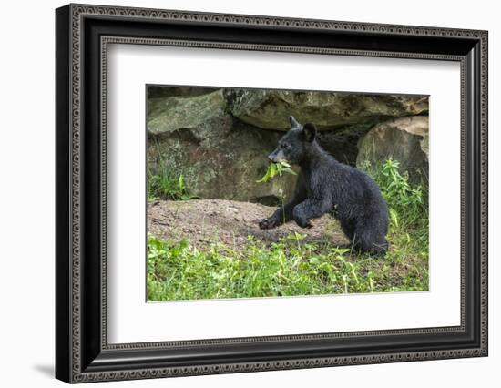 Minnesota, Sandstone, Black Bear Cub with Leaf in Mouth-Rona Schwarz-Framed Photographic Print