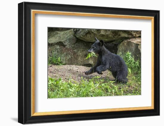 Minnesota, Sandstone, Black Bear Cub with Leaf in Mouth-Rona Schwarz-Framed Photographic Print